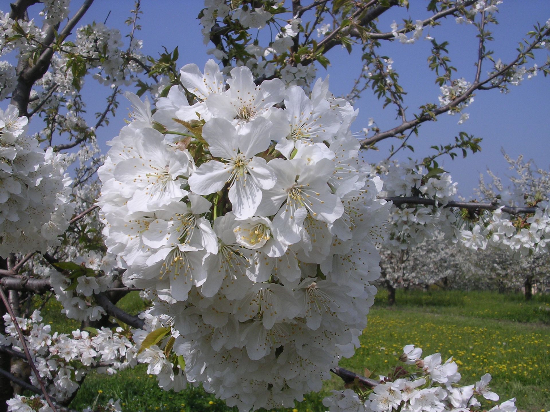 Natura in tilt: a novembre ciliegi in fiore in Puglia e fiori di nespolo in  Veneto